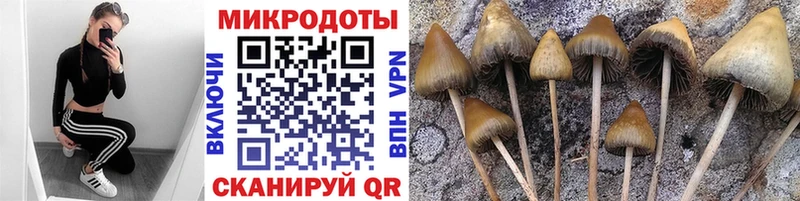 что такое наркотик  Солнечногорск  Псилоцибиновые грибы Psilocybe 